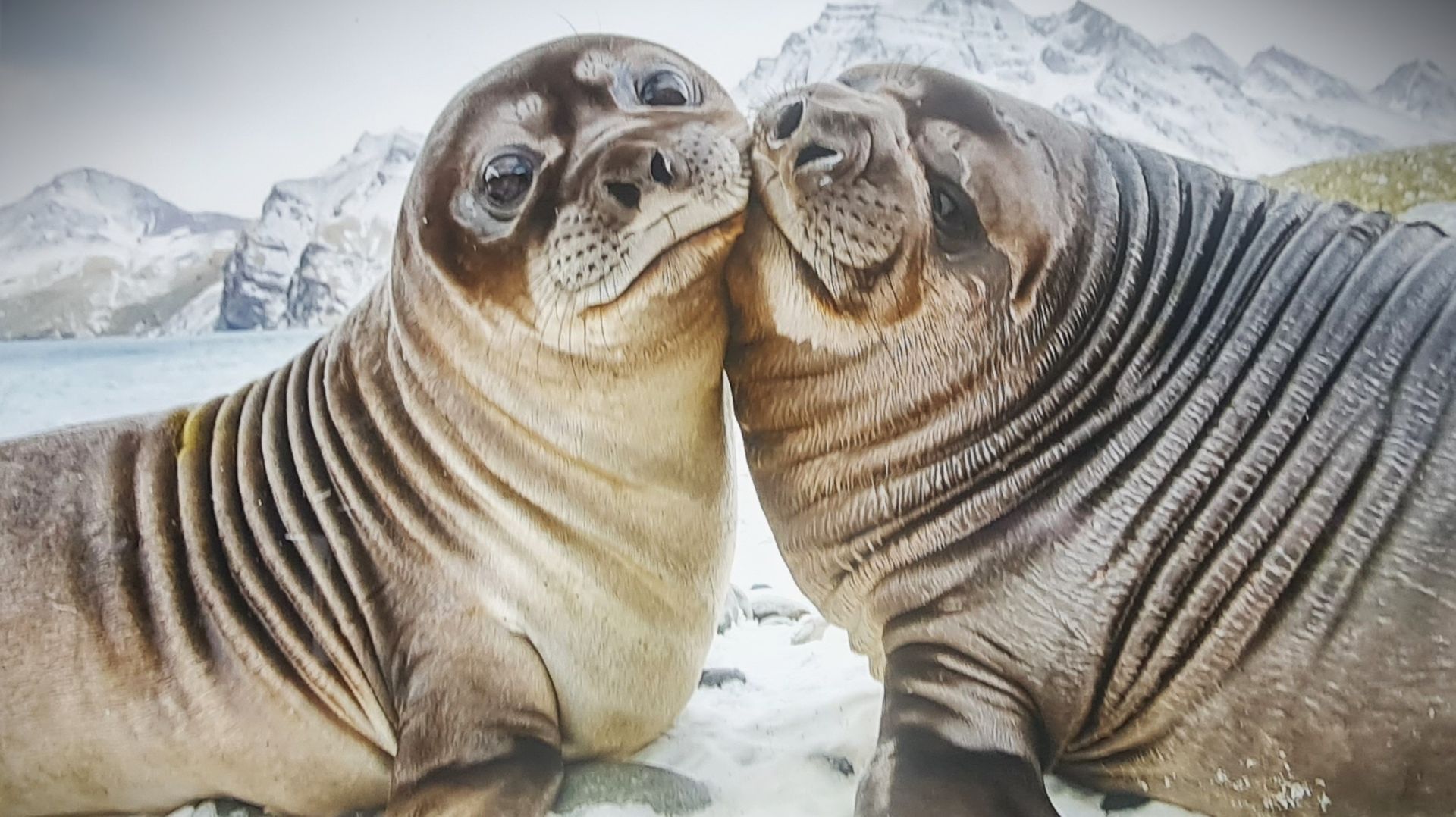 Мой отзыв. 19 международный фестиваль дикой природы Золотая Черепаха в Новой Третьяковке смотреть онлайн