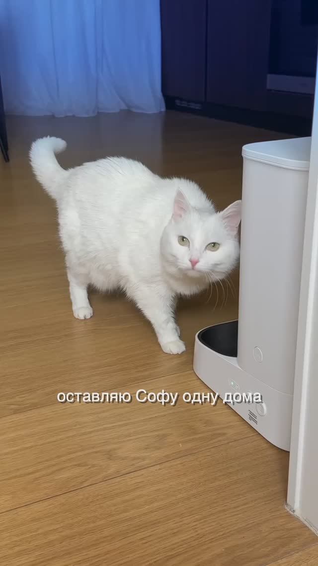 Ваши кошки тоже такое устраивают? смотреть онлайн