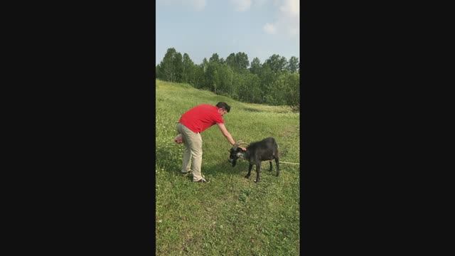 В поле с козлом. смотреть онлайн