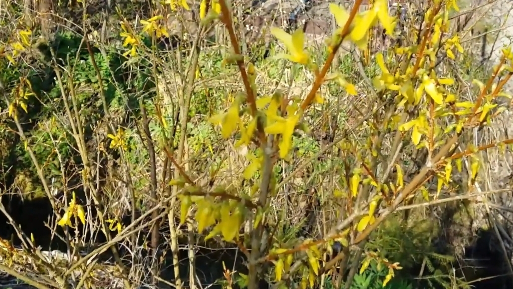 5 АРХИВ.Дача.09.05.20.Отдыхаем 😂замачиваю картофель в Максиме смотреть онлайн