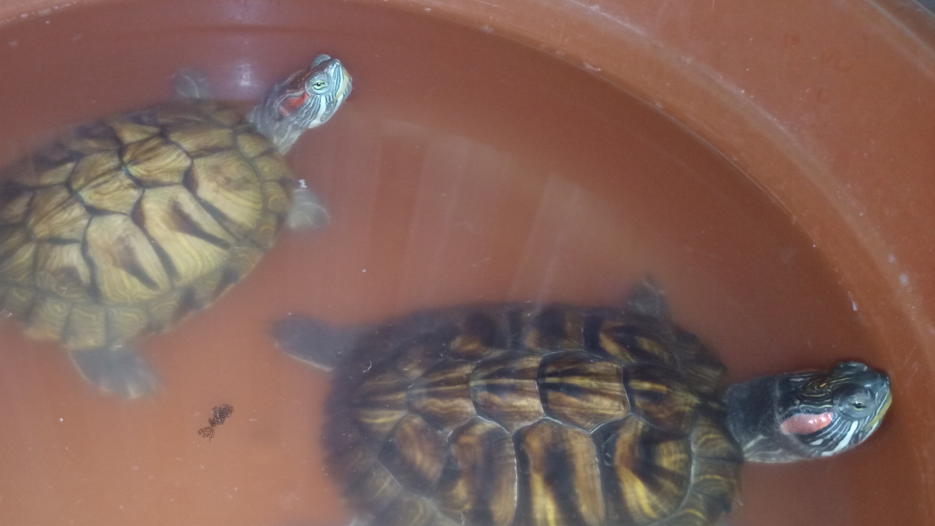 Красноухие черепахи 🐢 день 13-11-2025 🐢 смотреть онлайн