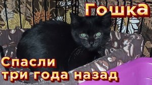 Гошка. Спасли три года назад.