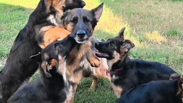 Щенки немецкой овчарки: Ра, Солнце, Рапира, Ртуть и Саманта, она же Сэм смотреть онлайн