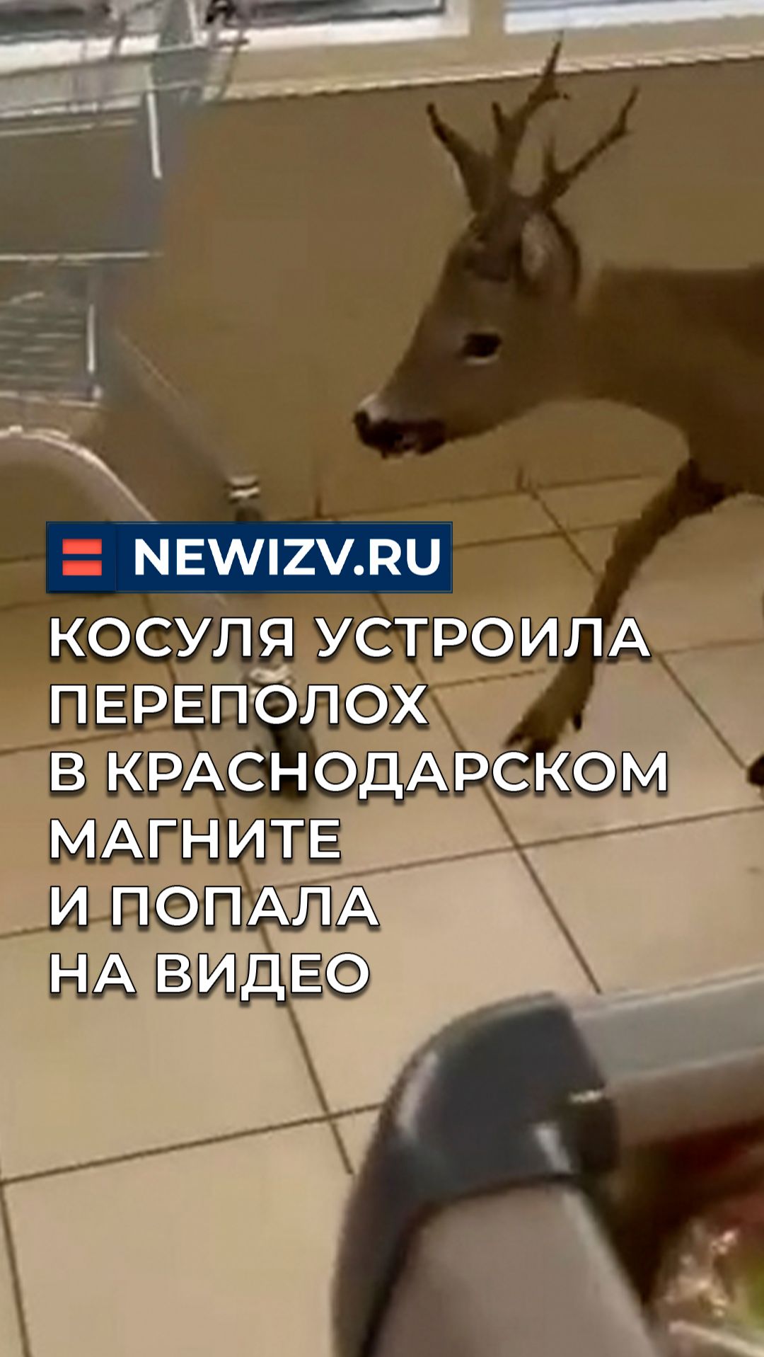 Косуля устроила переполох в краснодарском Магните и попала на видео смотреть онлайн