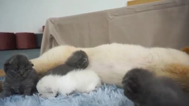 Маленькие котята любят золотистого ретривера, как свою маму - 2025 год смотреть онлайн