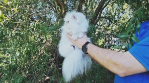 ИТАЛИНА 🎀 персидская шиншилла