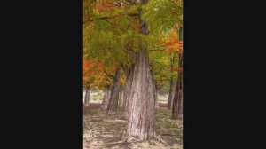 Болотные кипарисы  уже окрасились в осенние цвета