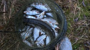 Рыбалка на ПЛОТВУ поздней осенью.