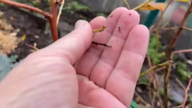 Голубика. Закладка цветоносов на будущий год смотреть онлайн