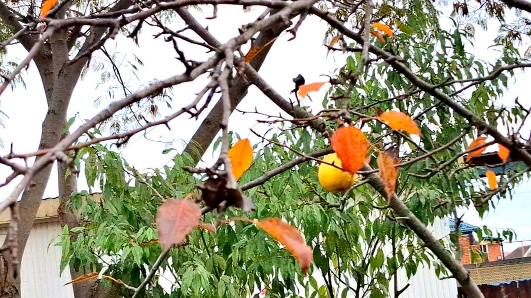 877 Больше не будем Это делать. В усадьбе на Кубани смотреть онлайн