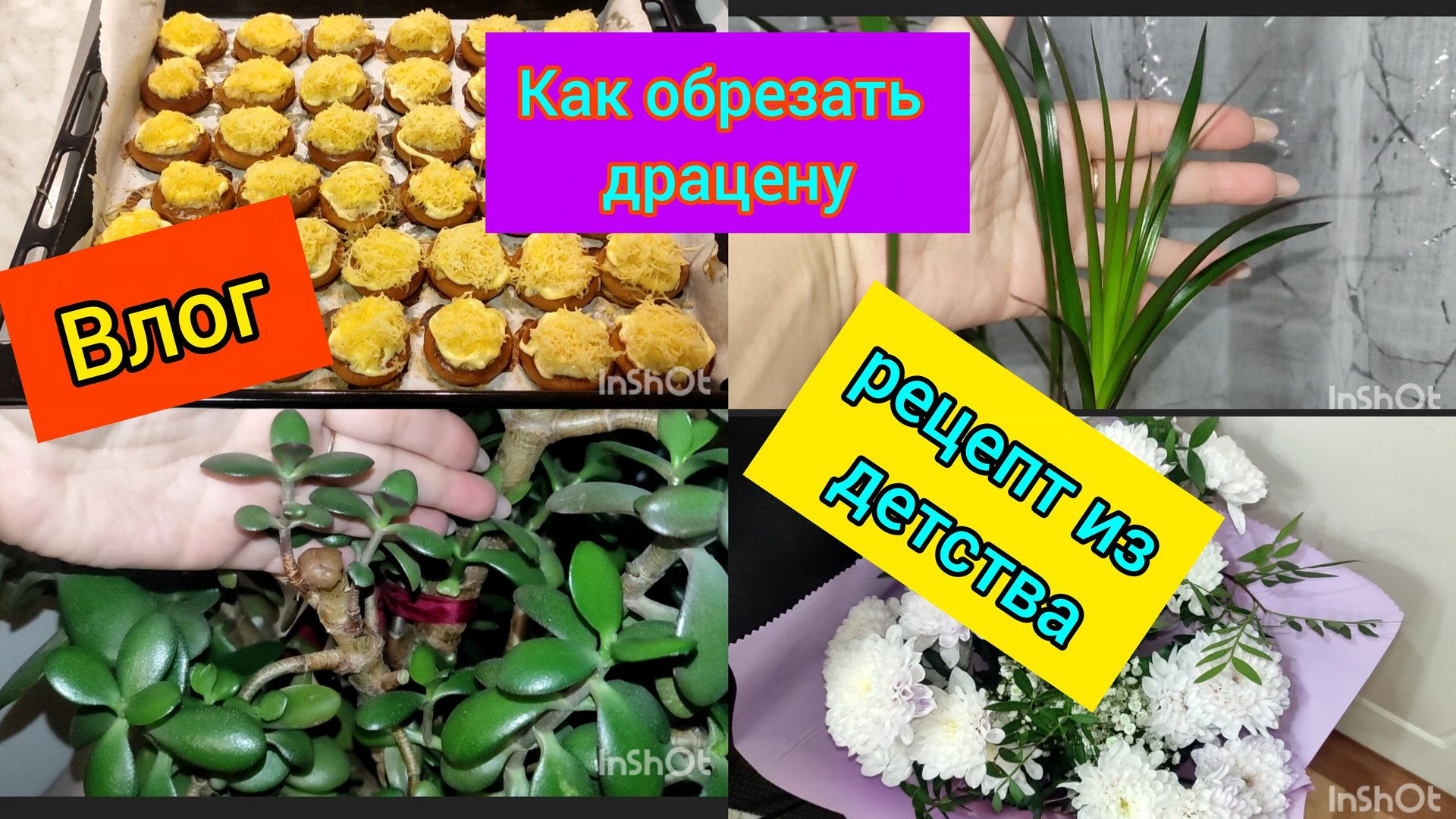 Как обрезать драцену / Рецепт из детства /Погода в Челябинске сходит с ума смотреть онлайн