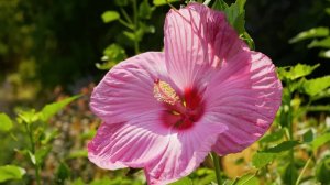 Эрнесто Кортазар. Прощай.     Ernesto Cortazar.  Ladieu