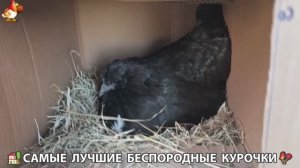 Цыплята и Курочки селяночки лучшие беспородные несушки 🥚 (379)