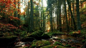 Пение птиц и осенний ручей 🍂 5 часов лесной атмосферы для релаксации и концентрации