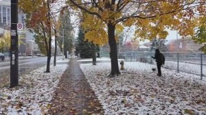 Первый снег в Торонто и Южном Онтарио 2025 ❄️ Зимняя прогулка по городу Канада в белом