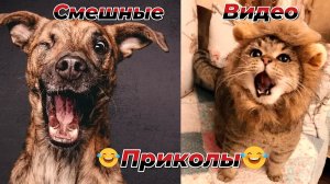 Смешные видео приколы|Юмор и Приколы.