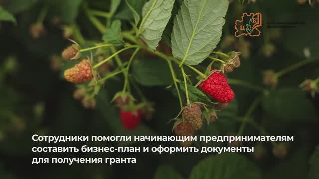 Гришины малина, ежевика