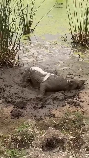 Легче нового купить, чем этого отмыть #доброеутро #видеосживотными #животные #юмор #собаки смотреть онлайн