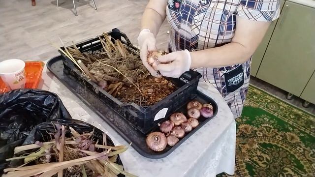 Готовлю луковицы гладиолусов к зиме. Оборудую для них место в подвале. смотреть онлайн