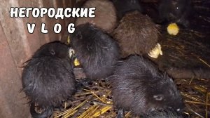 Кукуруза на десерт НУТРИЯМ. Без сена уже никак. 7.11.25