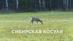 Сибирская косуля