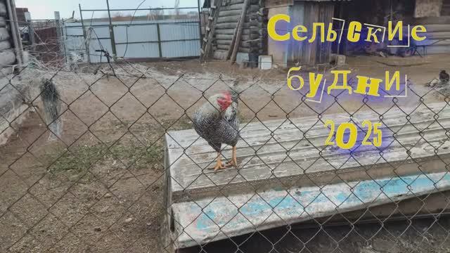 Сельские будни\\ ноябрь 2025 смотреть онлайн