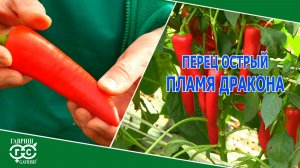 ПЛАМЯ ДРАКОНА