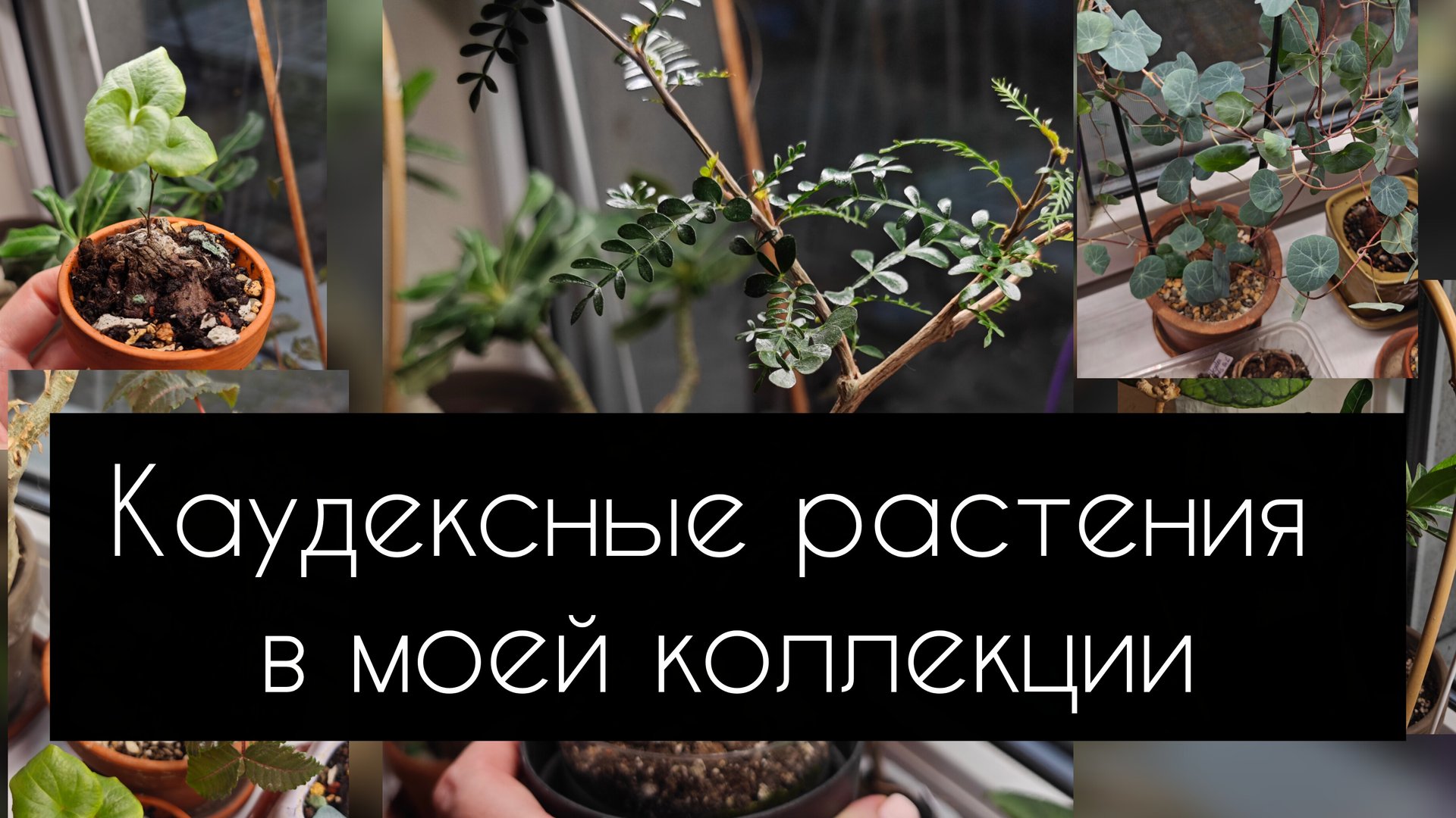 каудексные растения в моей коллекции смотреть онлайн