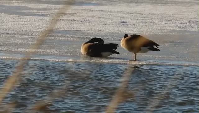 Практика «Я принимаю себя — здесь и сейчас. 
В этом ролике звук настроен на 432 Hz — частоту!