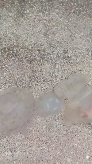 Азовское море в НОЯБРЕ 2025