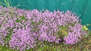 Красивые фиолетовые цветы