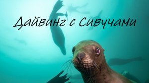 Дайвинг с сивучами