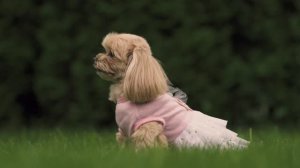 Подарите мне собаку #собака #собакабарабака #подаритесобаку #детскаямечта #хочусобаку #мальтипу