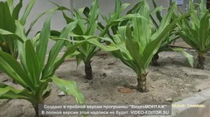 Бесплатный туалет на острове Coral Island, Таиланд