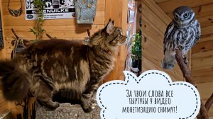 Урожай картошки, которую не сажали. Кошка Морошка бесит сыча Лучика: маленькая сова в большой ярости