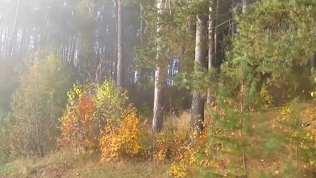 Станет лучше   Автор и музыка Александр Курган поёт Евгений Сурский Online Video Cutter Com