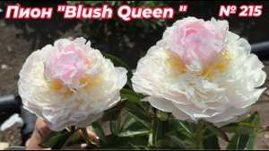 Пион "Blush Queen"/Сад Ворошиловой