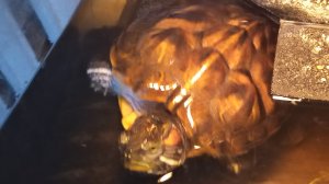 Красноухие черепахи 🐢  утро 13-11-2025