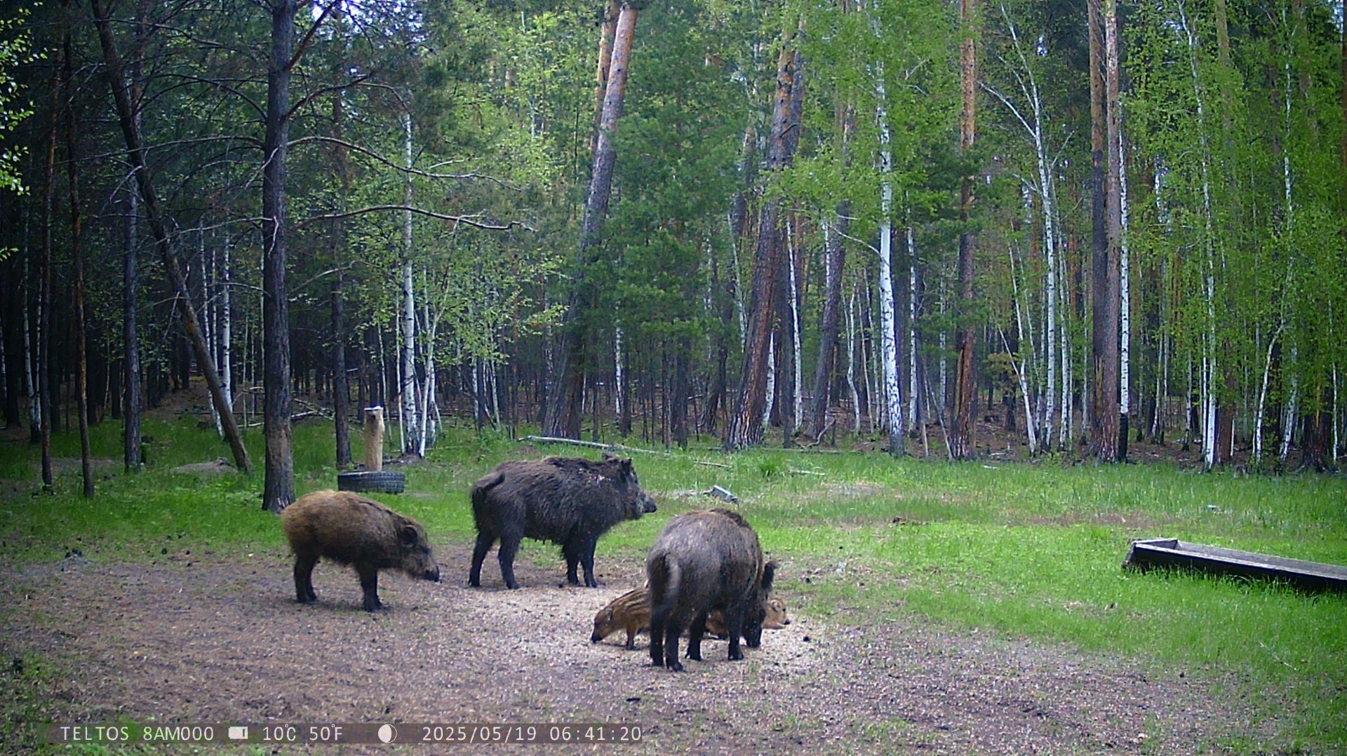 КОСУЛИ смотреть онлайн