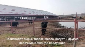 буйволиная ферма Александровский район Ставропольского края