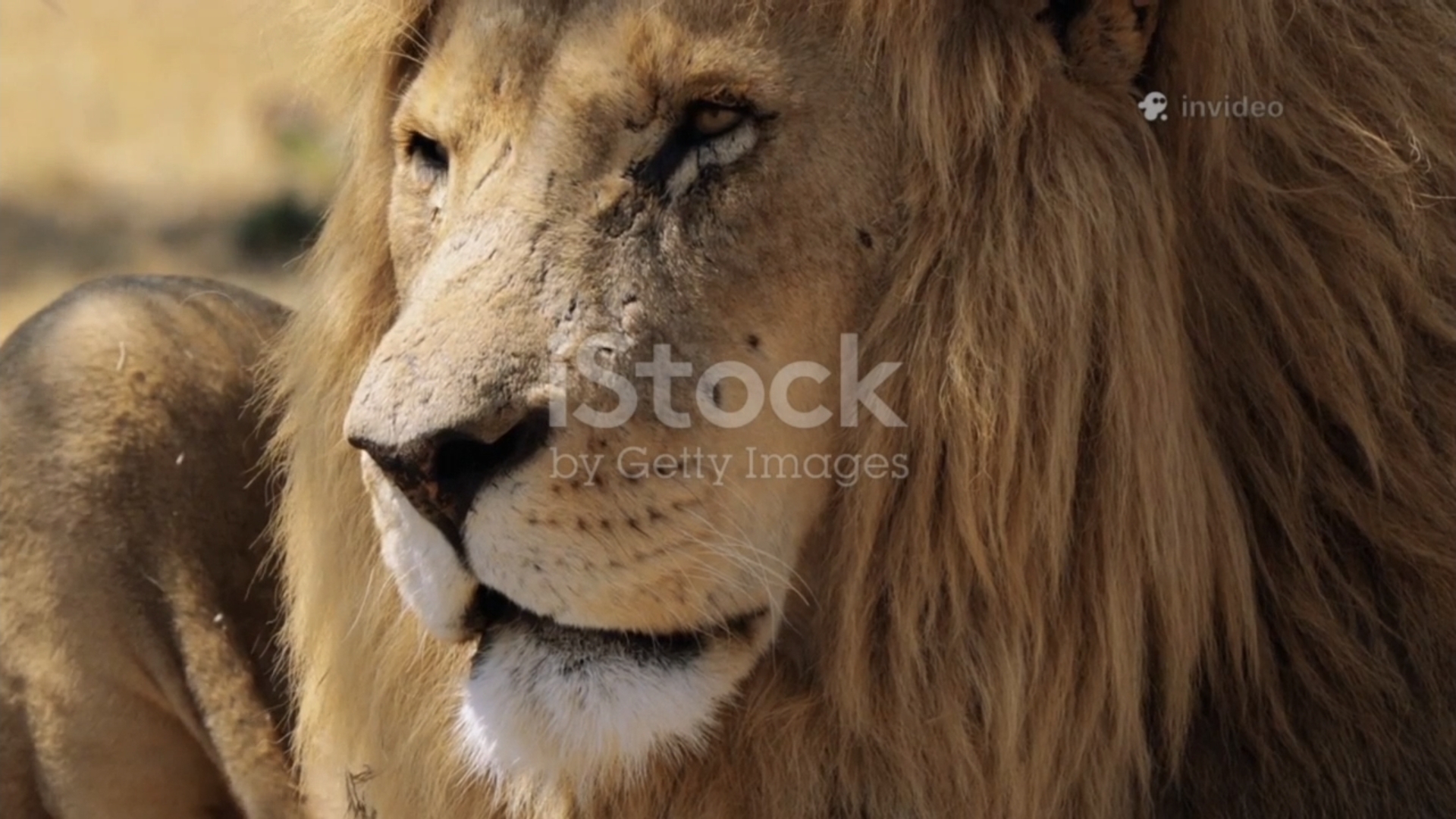 Удивительные факты о львах смотреть онлайн