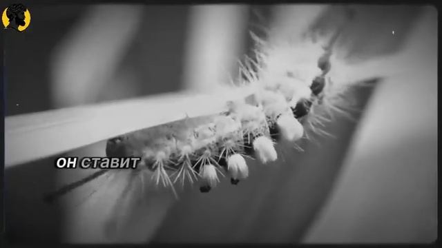 (71 УРОК) Когда ты отстраняешься, вот как она на самом деле отреагирует СТОИЦИЗМ смотреть онлайн