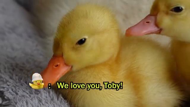 Мама-утка беспомощна, когда золотистый ретривер хочет взять на себя заботу о её утятах - 2025 год смотреть онлайн