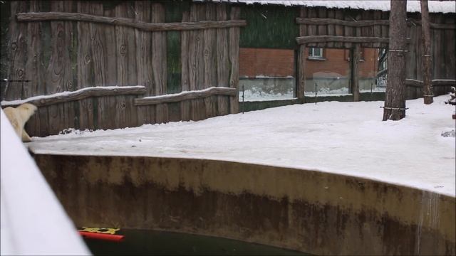 Белка и Стрелка после завтрака занимаются ходьбой 13.11.2025 смотреть онлайн