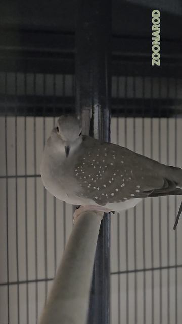 Горлица бриллиантовая