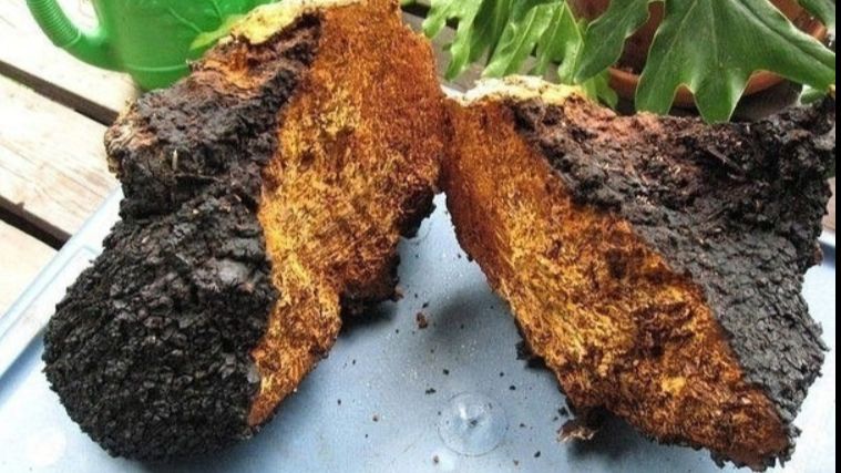 Гриб Чага. смотреть онлайн