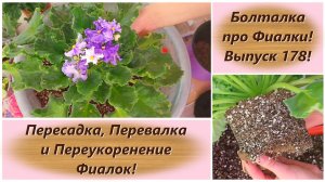 Болталка про Фиалки! Выпуск 178! Пересадка, Перевалка и Переукоренение Фиалок!