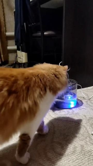 Смешные коты. Новая поилка и киса за столом. смотреть онлайн