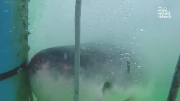 BEST Spooky Season Pet Videos 👻  🤣 | 30 Mins of Funniest Pet Shorts