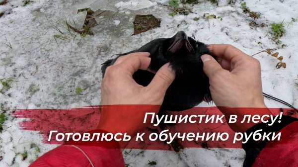 Лесная прогулка с Гошей. Готовлю бревна для обучения